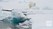 Svalbard polar bears resist warming better than expected