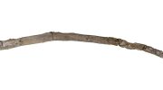 Humanity's oldest wooden tool discovered. It's a stick that's 430,000 years old