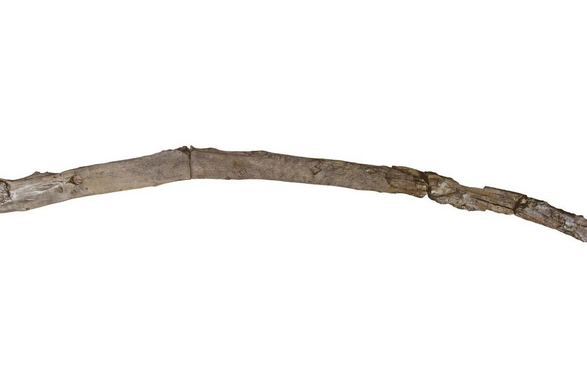 Humanity's oldest wooden tool discovered. It's a stick that's 430,000 years old