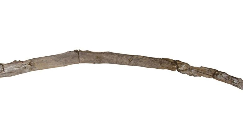 Humanity's oldest wooden tool discovered. It's a stick that's 430,000 years old