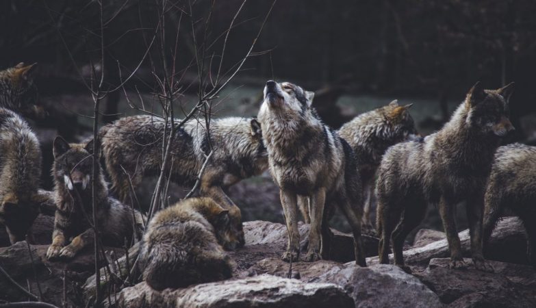 Wolves found on an island only accessible by boat. Mystery points to “friendship” with humans
