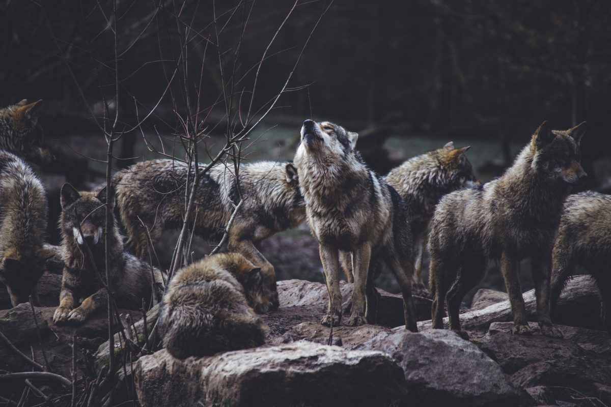 Wolves found on an island only accessible by boat. Mystery points to “friendship” with humans