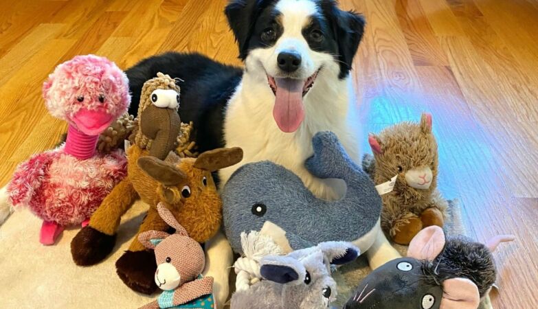 Your dog may be eavesdropping on your conversations – and learning words