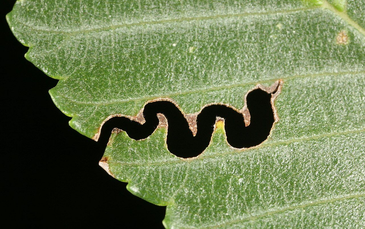 The USA is also being invaded… by an army of female wasps