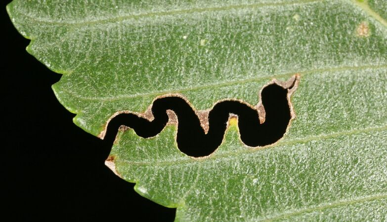 The USA is also being invaded… by an army of female wasps