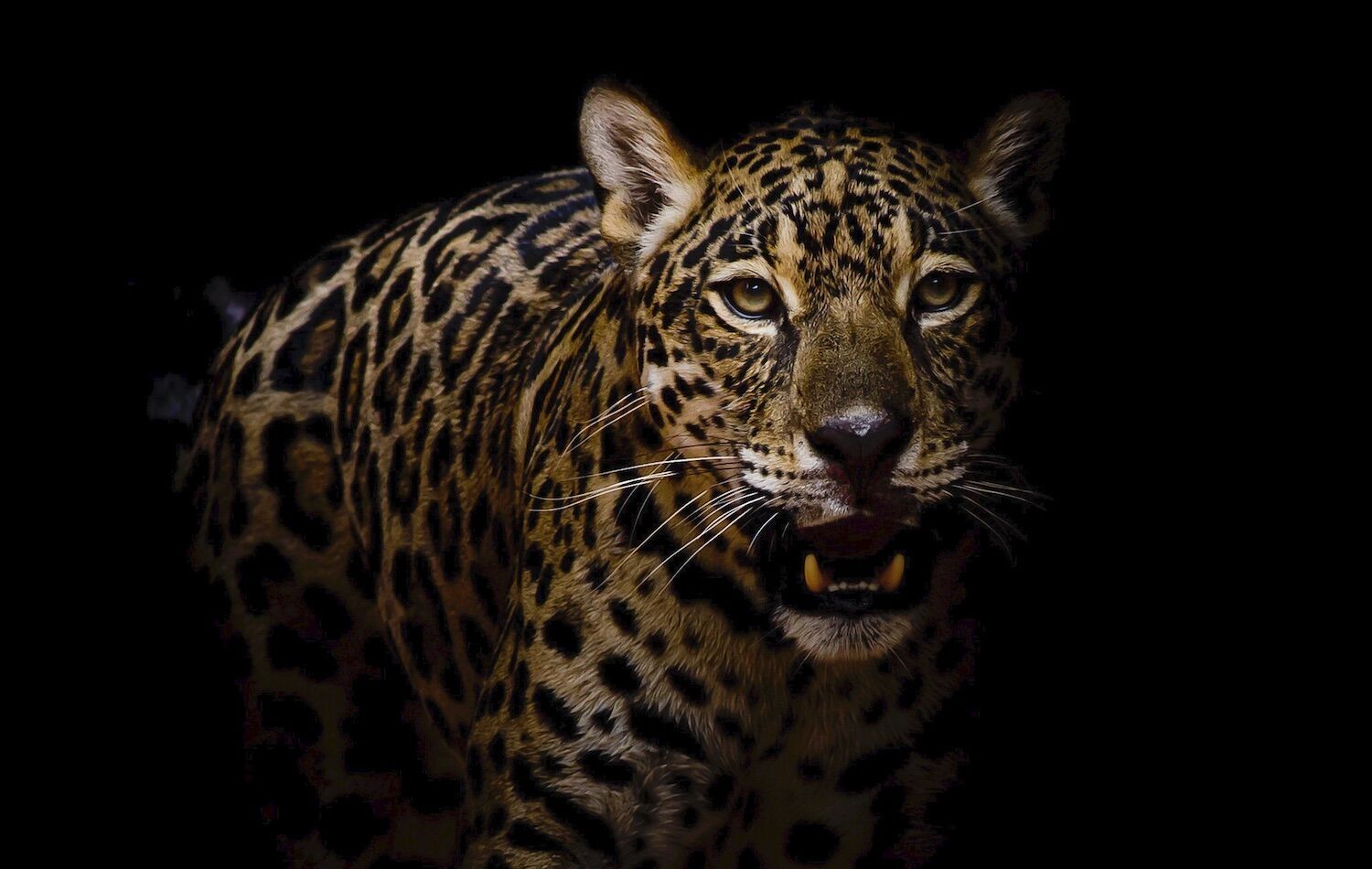 Here's the jaguar's meow. It was captured for the first time