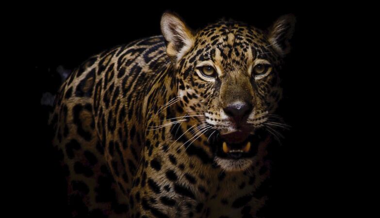 Here's the jaguar's meow. It was captured for the first time