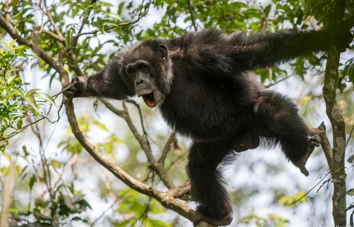 Teenagers engage in many risky behaviors. Chimpanzees reveal the reason