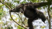 Teenagers engage in many risky behaviors. Chimpanzees reveal the reason