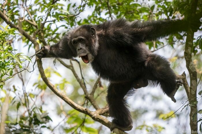 Teenagers engage in many risky behaviors. Chimpanzees reveal the reason