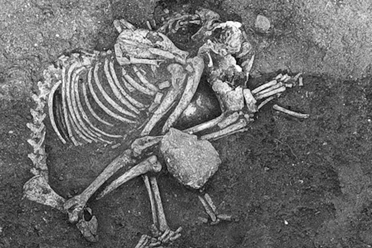 2,500 years ago, at great banquets in Bulgaria, dog meat was served