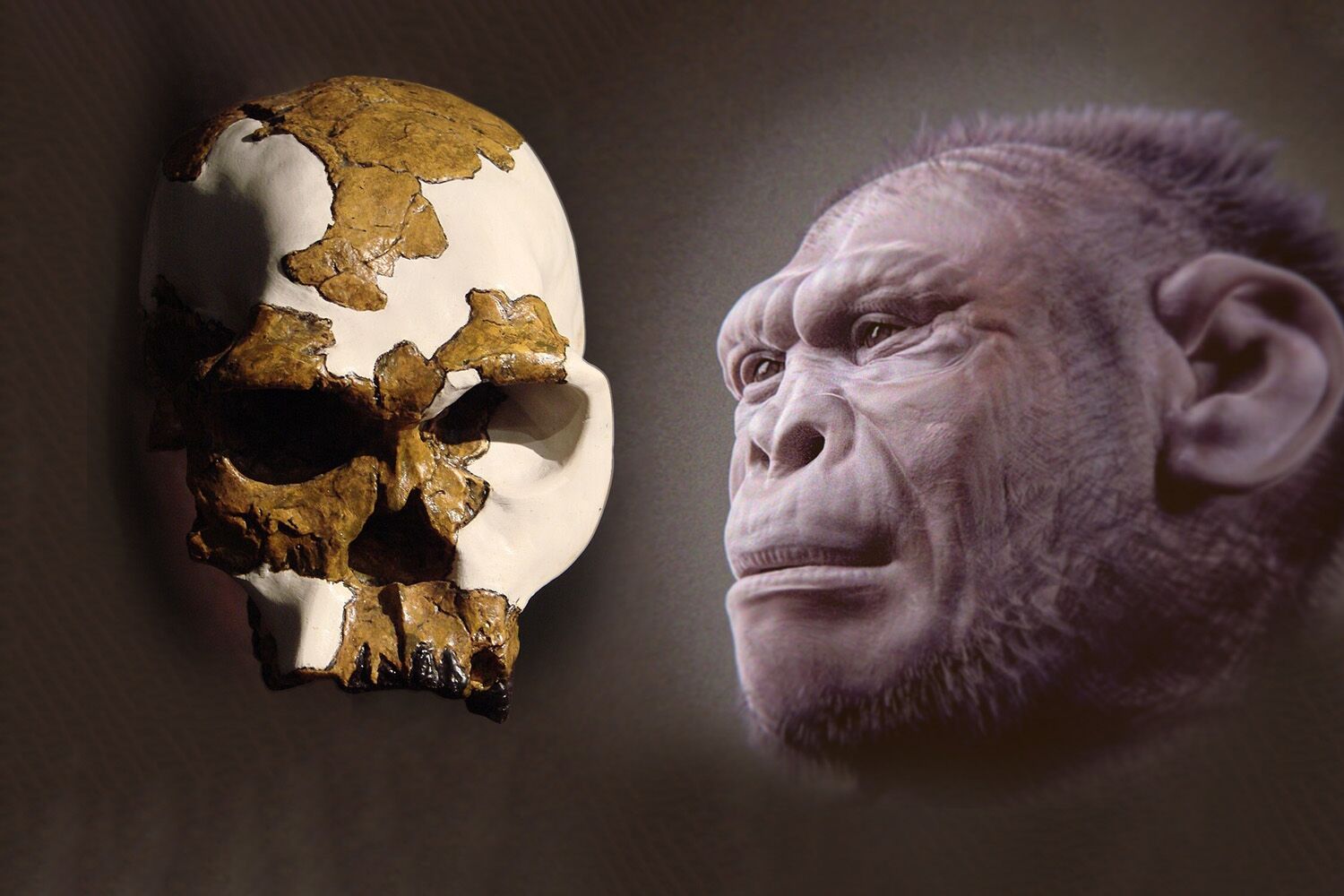 The oldest species of Homo did not look human, new study reveals