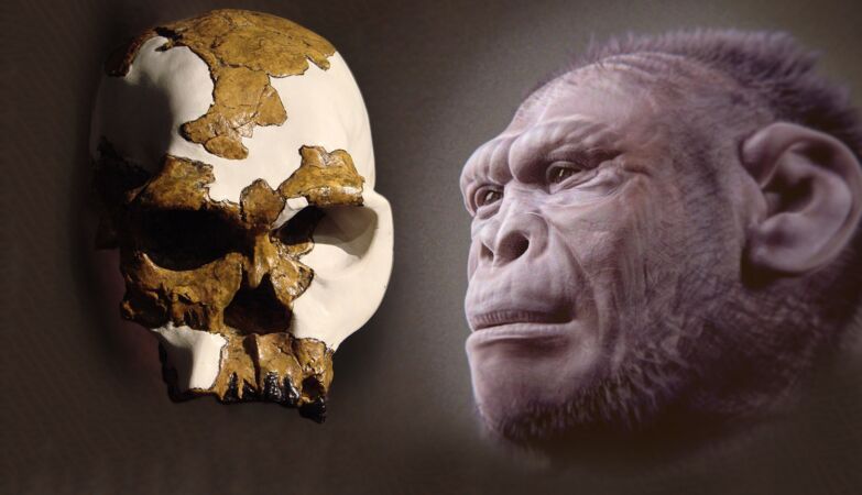 The oldest species of Homo did not look human, new study reveals