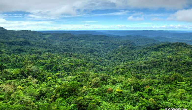 The Amazon is entering a “hypertropical” climate for the first time in 10 million years