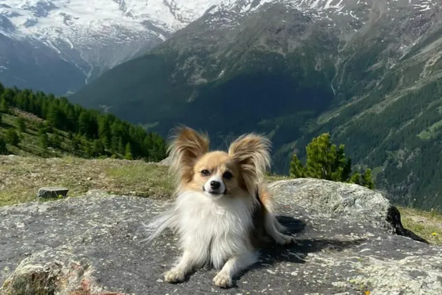 He fell from a snow bridge into an icy hole: his chihuahua saved his life