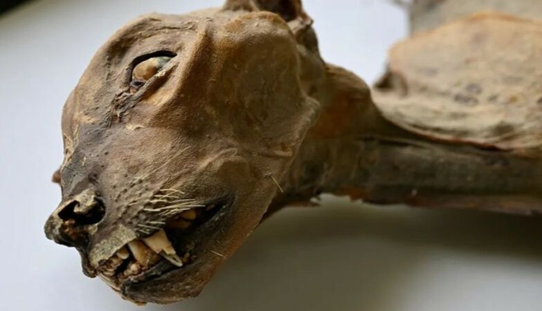 Seven rare cheetah mummies discovered in the Saudi Arabian desert