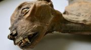 Seven rare cheetah mummies discovered in the Saudi Arabian desert