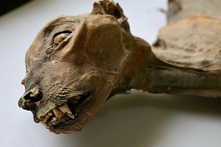 Seven rare cheetah mummies discovered in the Saudi Arabian desert