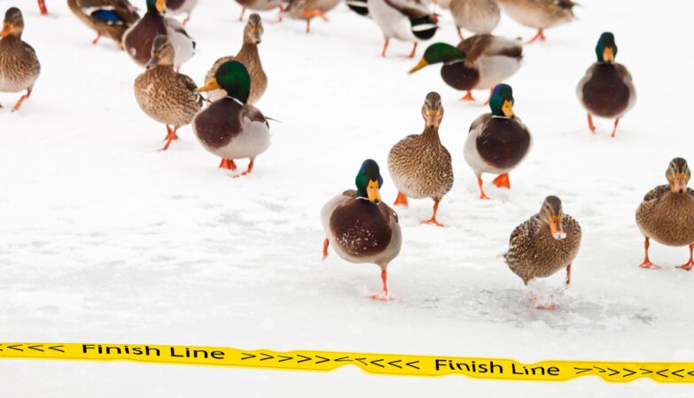 Ducks are also cold (and this can be seen in this video)