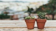 Is it an indoor plant serial killer? 4 mistakes you are probably making