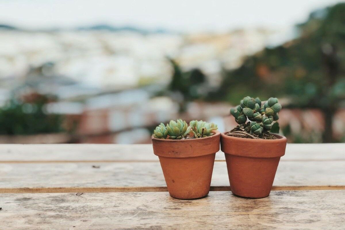 Is it an indoor plant serial killer? 4 mistakes you are probably making