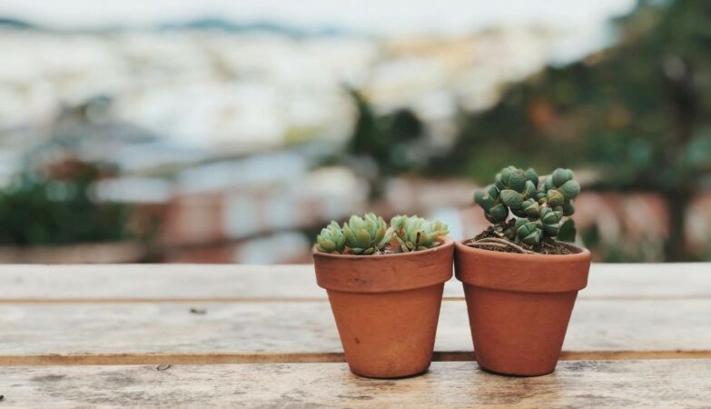 Is it an indoor plant serial killer? 4 mistakes you are probably making