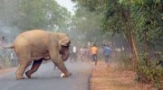 Elephant killed 20 people in India. Nobody can catch him