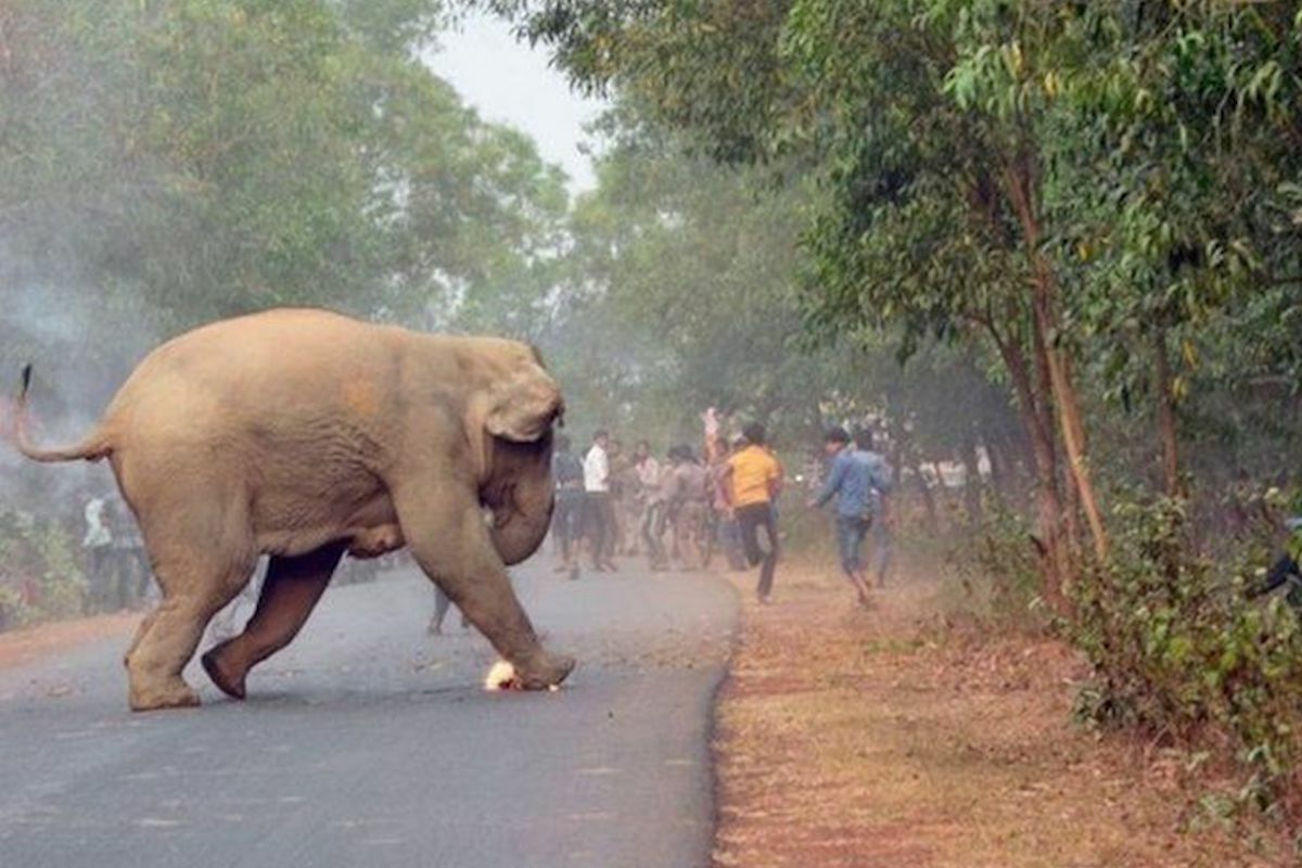 Elephant killed 20 people in India. Nobody can catch him