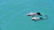 Dolphins of a rare species, spotted off the coast of New Zealand
