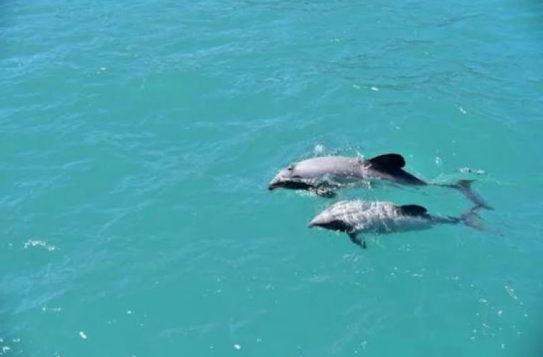 Dolphins of a rare species, spotted off the coast of New Zealand