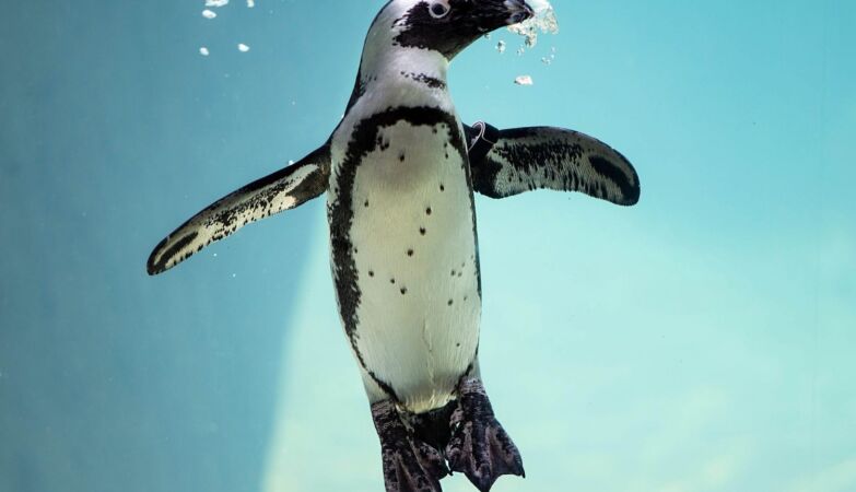 Penguins died en masse. They were hungry