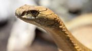 Hundreds of snakes woke up from hibernation. Did they predict the deadly earthquake that followed?