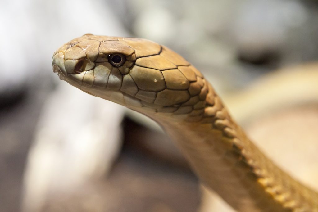 Hundreds of snakes woke up from hibernation. Did they predict the deadly earthquake that followed?