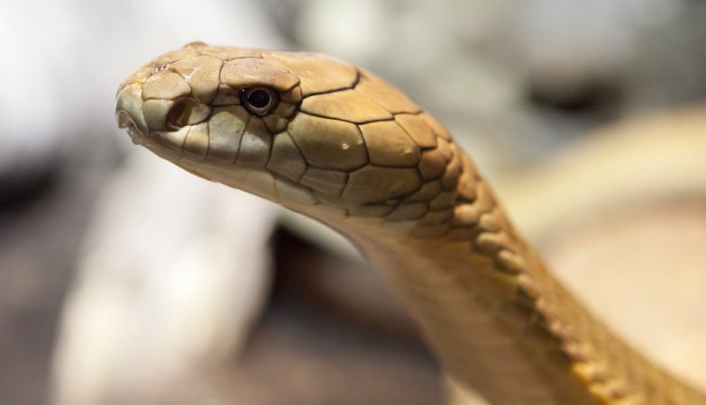 Hundreds of snakes woke up from hibernation. Did they predict the deadly earthquake that followed?