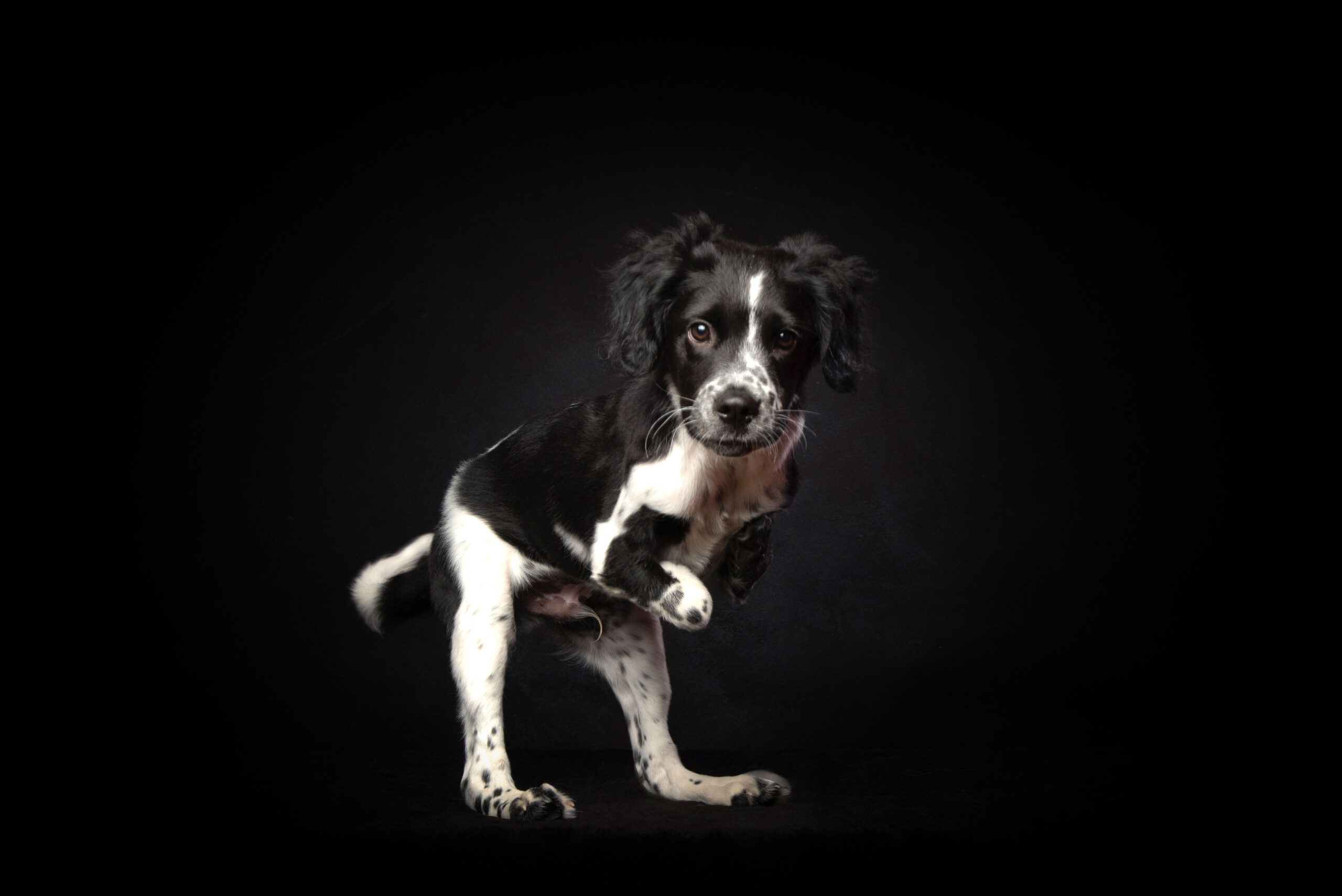 New book by Carlos Filipe gives a voice to animals with disabilities