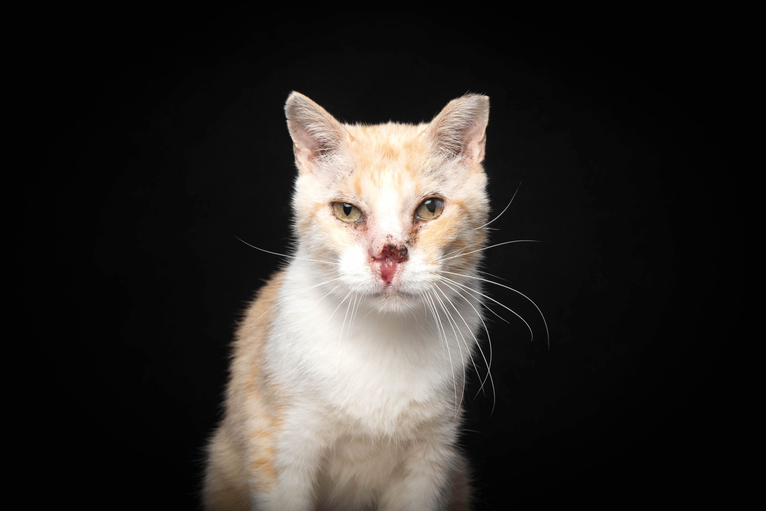 New book by Carlos Filipe gives a voice to animals with disabilities