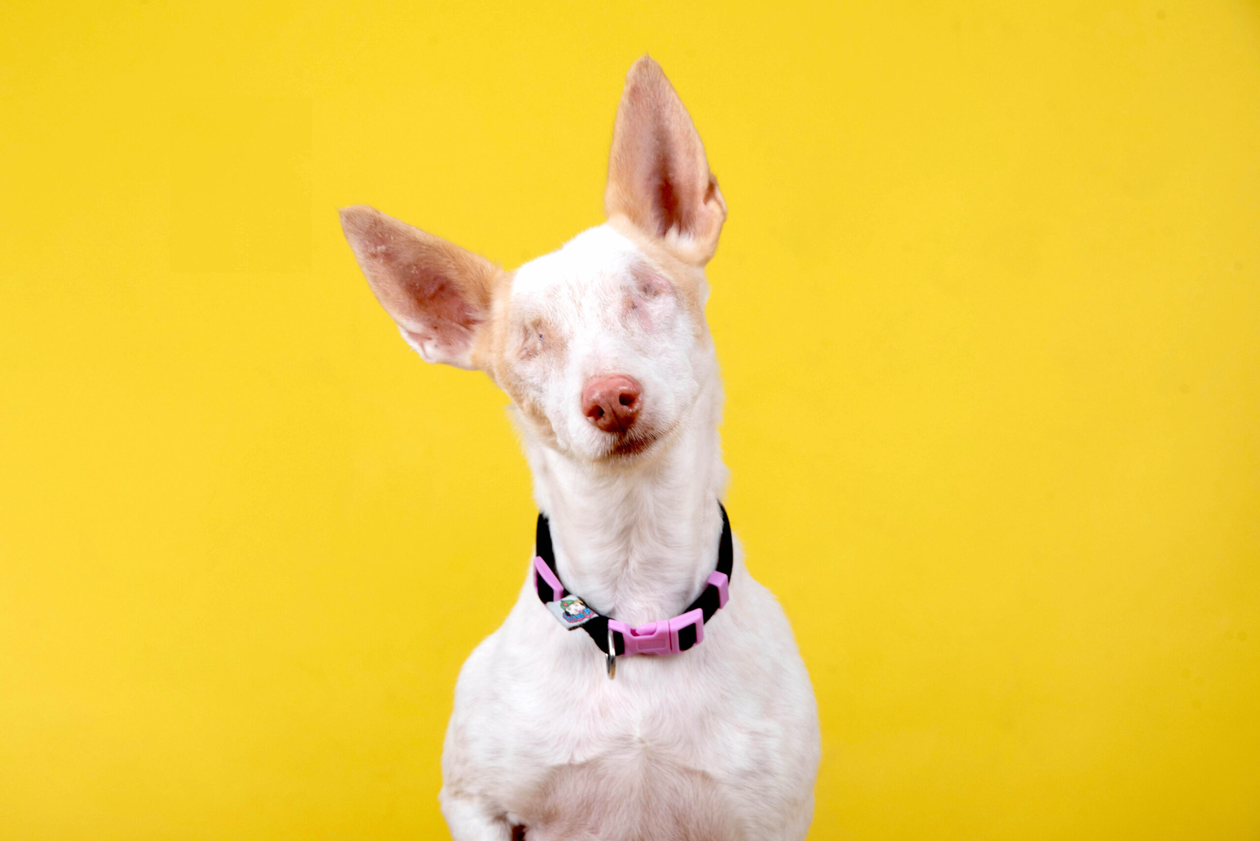 New book by Carlos Filipe gives a voice to animals with disabilities