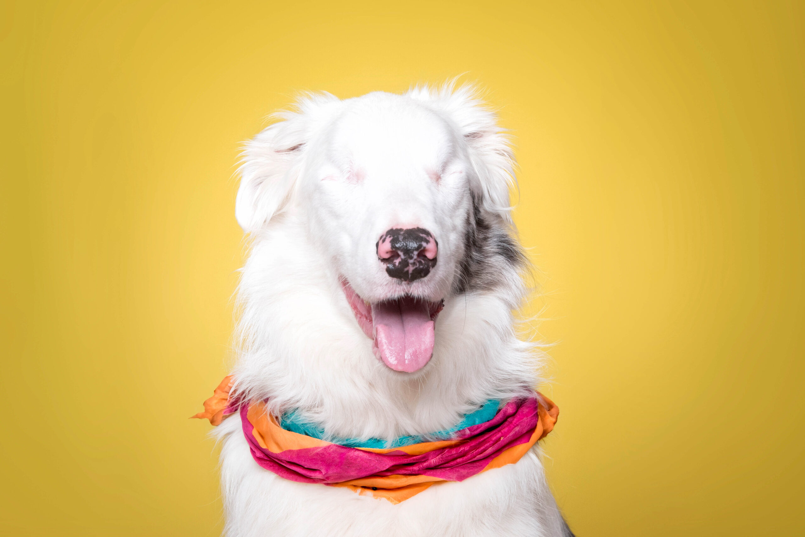 New book by Carlos Filipe gives a voice to animals with disabilities