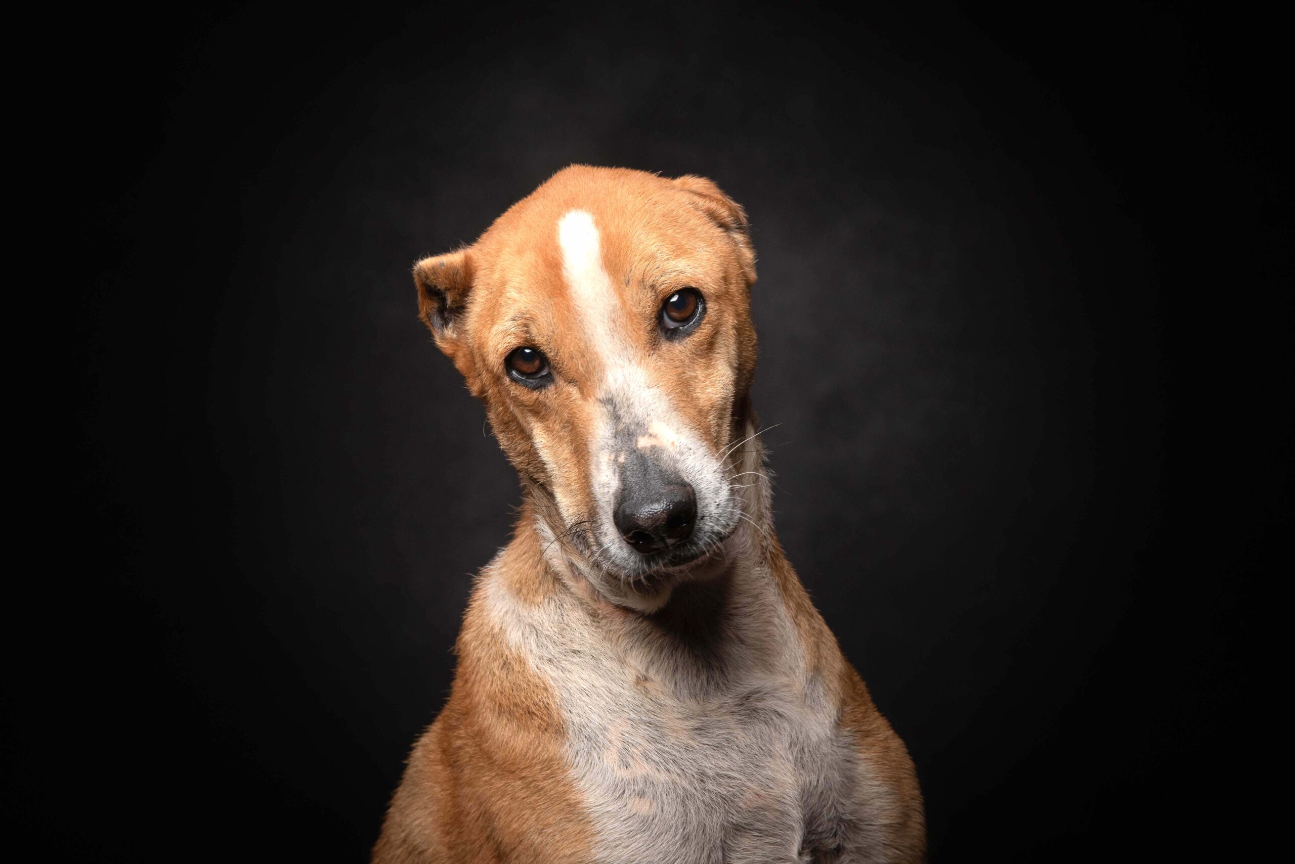 New book by Carlos Filipe gives a voice to animals with disabilities