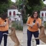 Caramel dog draws attention when he invades Globo report: “Beautiful thing”