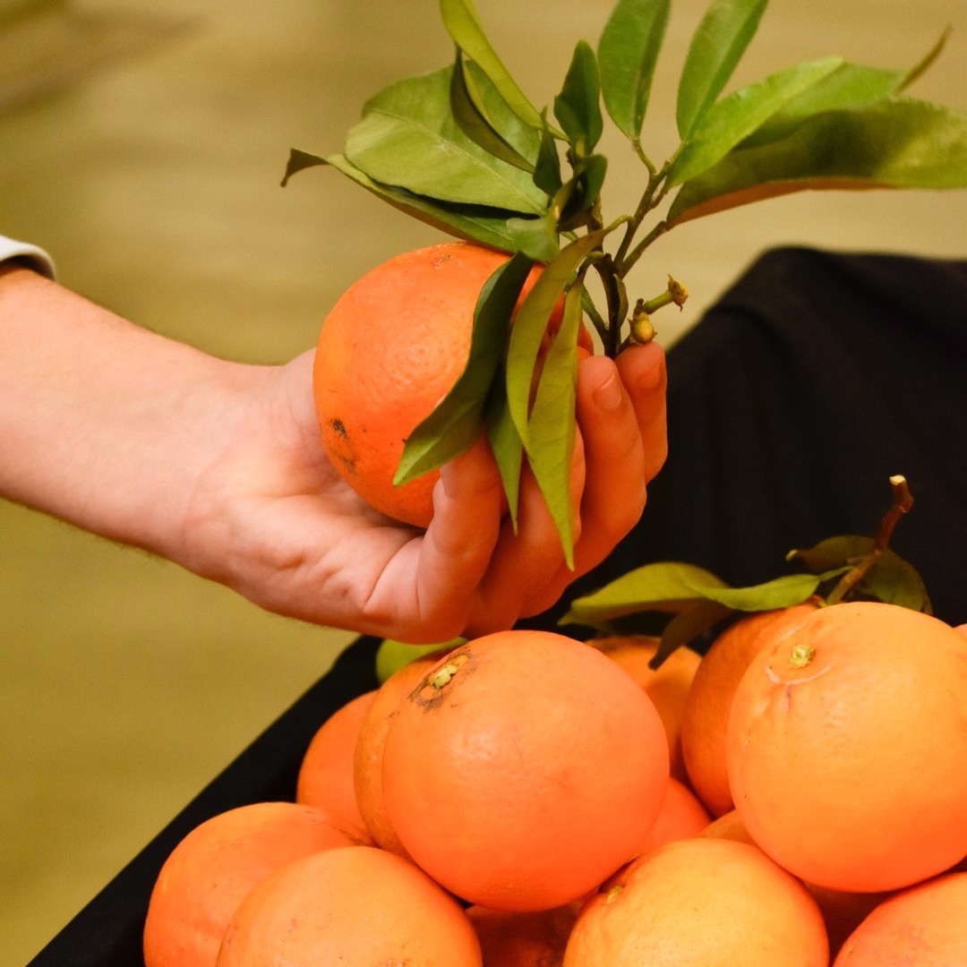 Algarve orange highlighted at Portimão Municipal Market