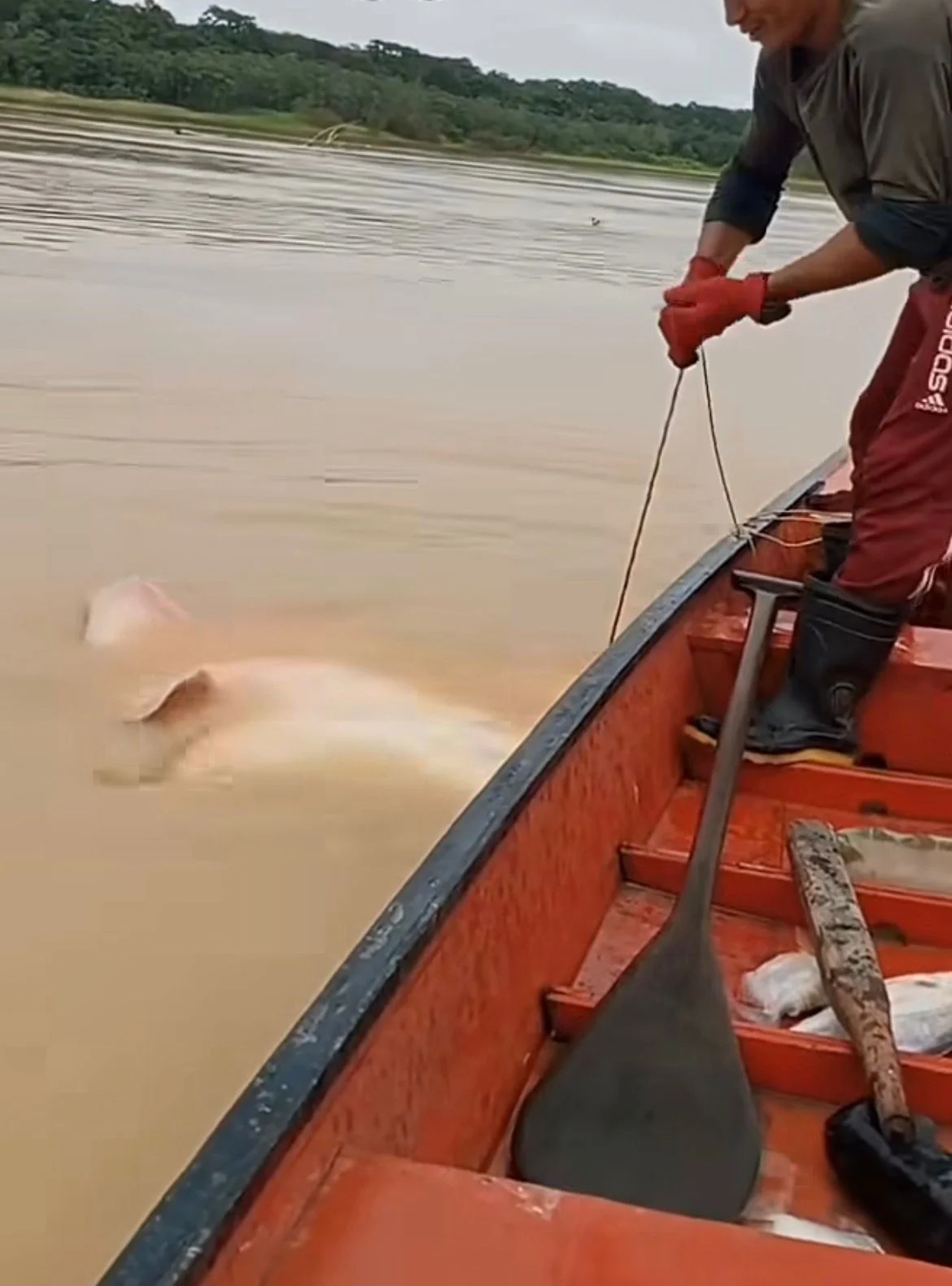 Ribeirinho records giant stingray fishing in the Purus river and video goes viral