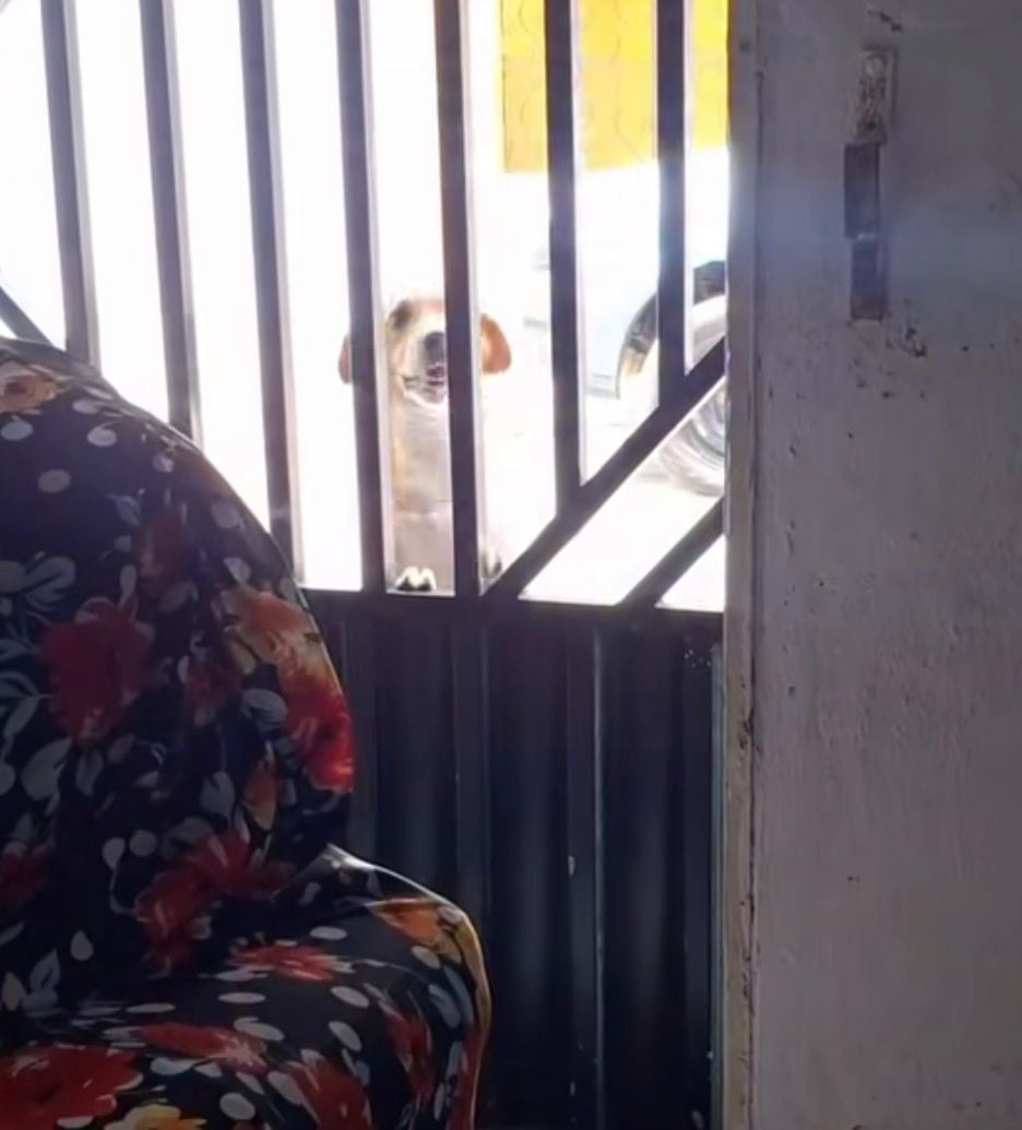 Dog runs away from home, returns accompanied and becomes a fun sensation on social media