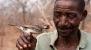How Mozambicans “talk” to birds to form hunting partnerships