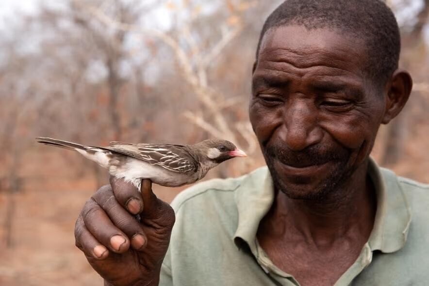 How Mozambicans “talk” to birds to form hunting partnerships