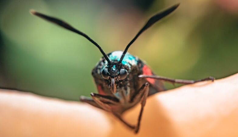 Insects are not (just) invaders – they are victims