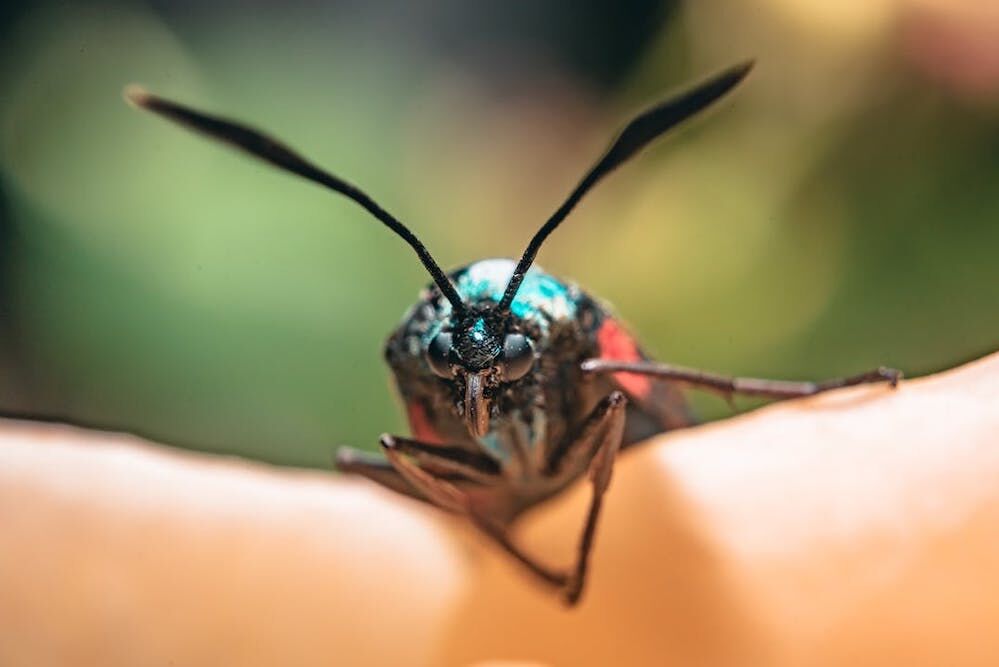 Insects are not (just) invaders – they are victims