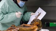 Ötzi the Iceman's mummy was a potential cancer “transmitter”