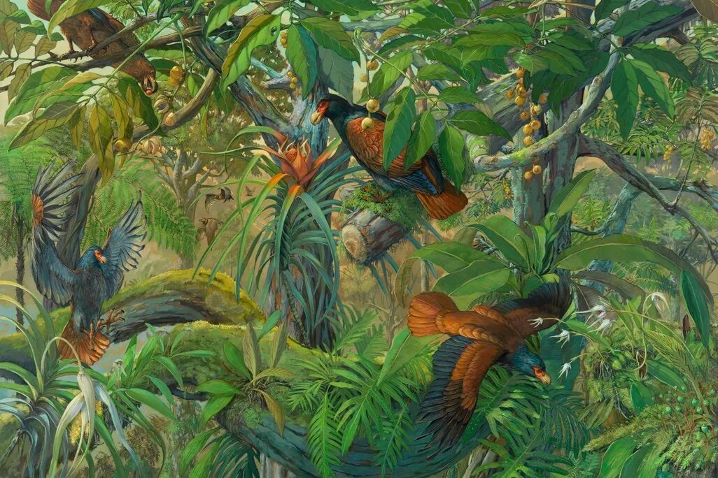 The dodo's closest relative, the manumea, is not extinct after all