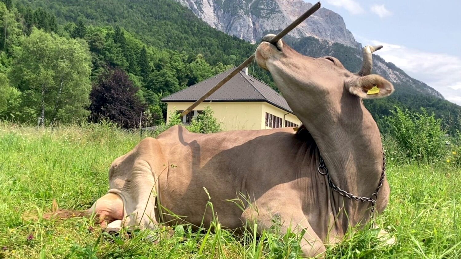 An Austrian cow uses tools. Scientists are shocked